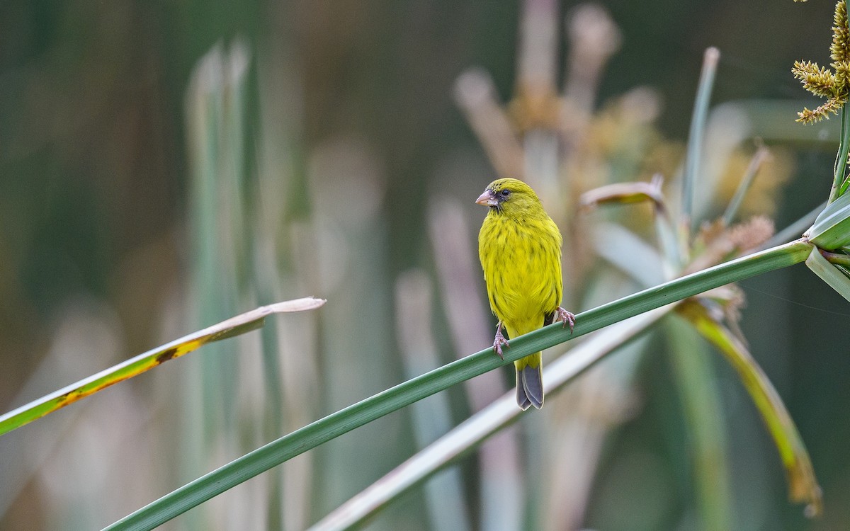 Papyrus Canary - ML582750411