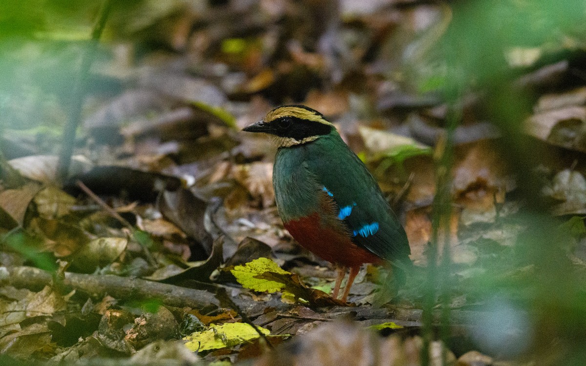 Green-breasted Pitta - ML582750891