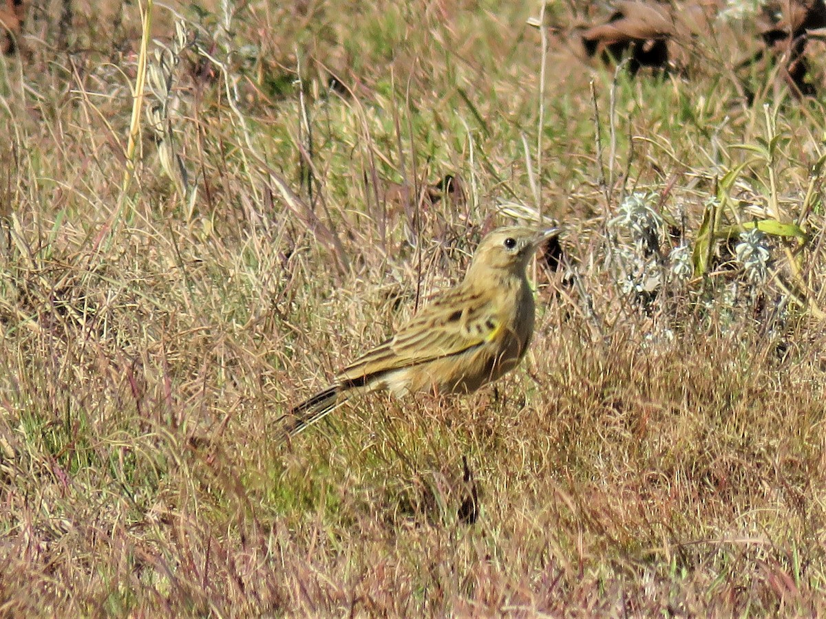 Yellow-breasted Pipit - ML582751401
