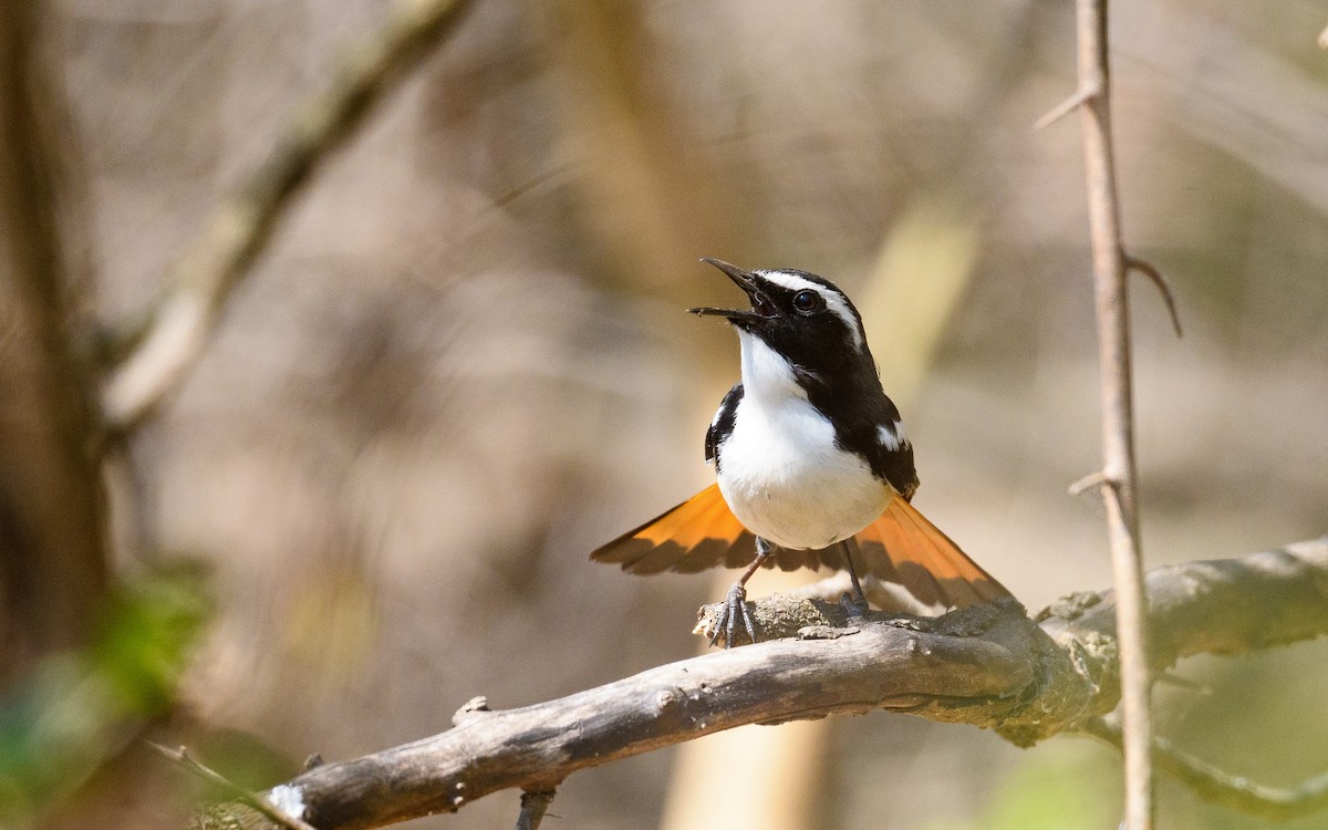 White-throated Robin-Chat - Dylan Vasapolli - Birding Ecotours