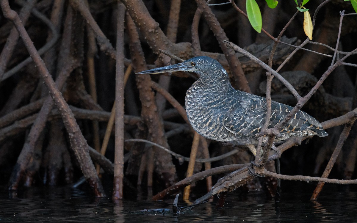 White-crested Tiger-Heron - ML582756081