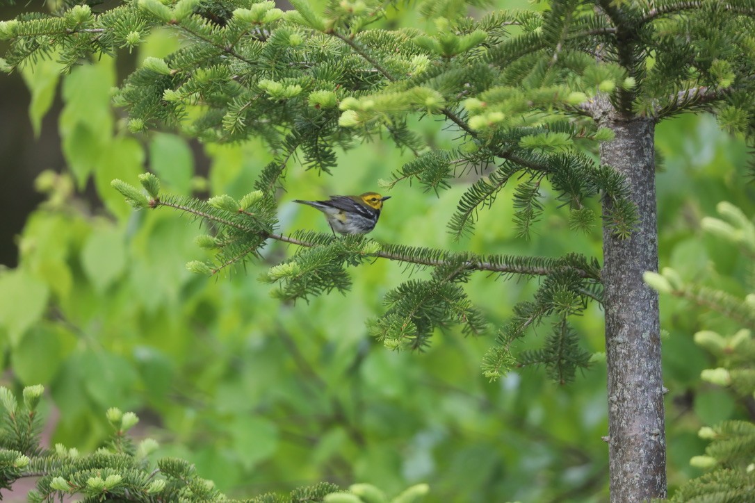 Black-throated Green Warbler - ML582756351