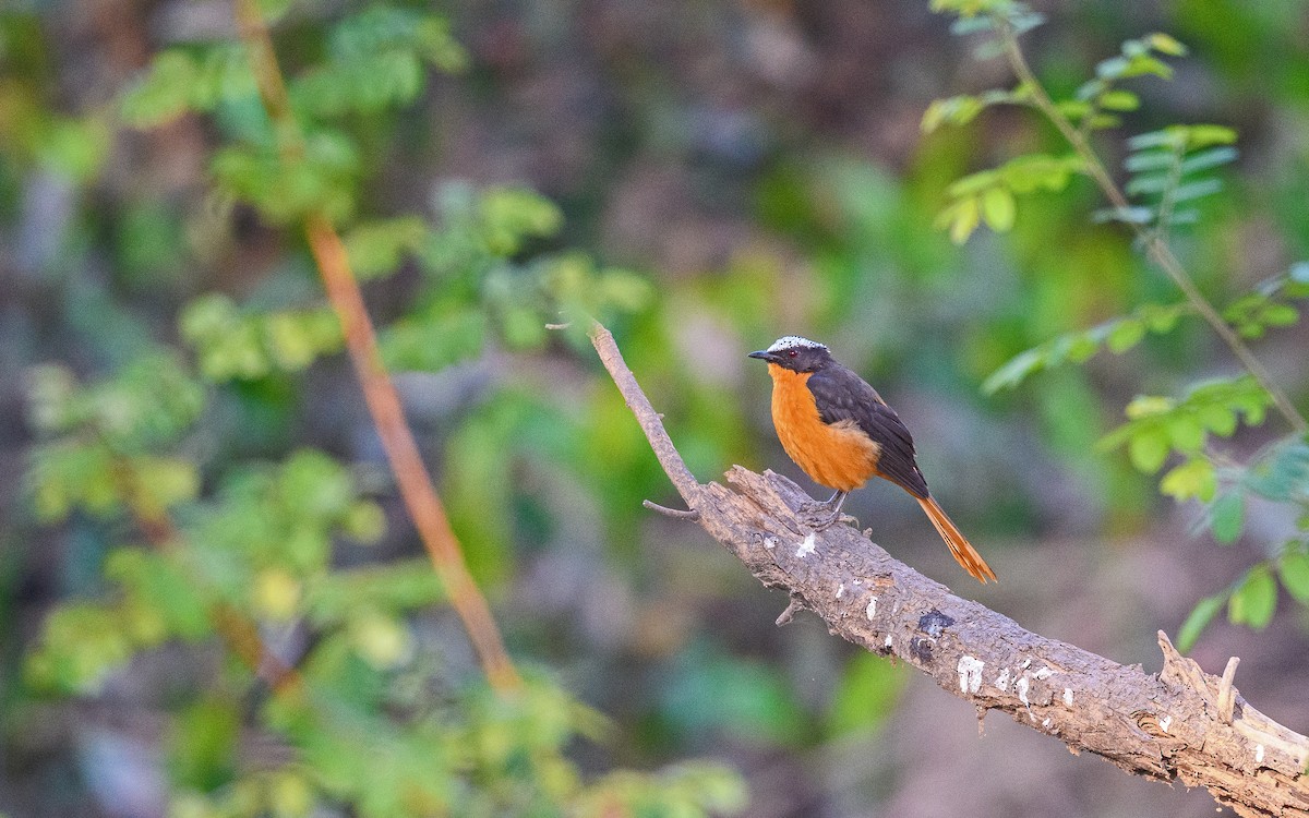 White-crowned Robin-Chat - ML582756671
