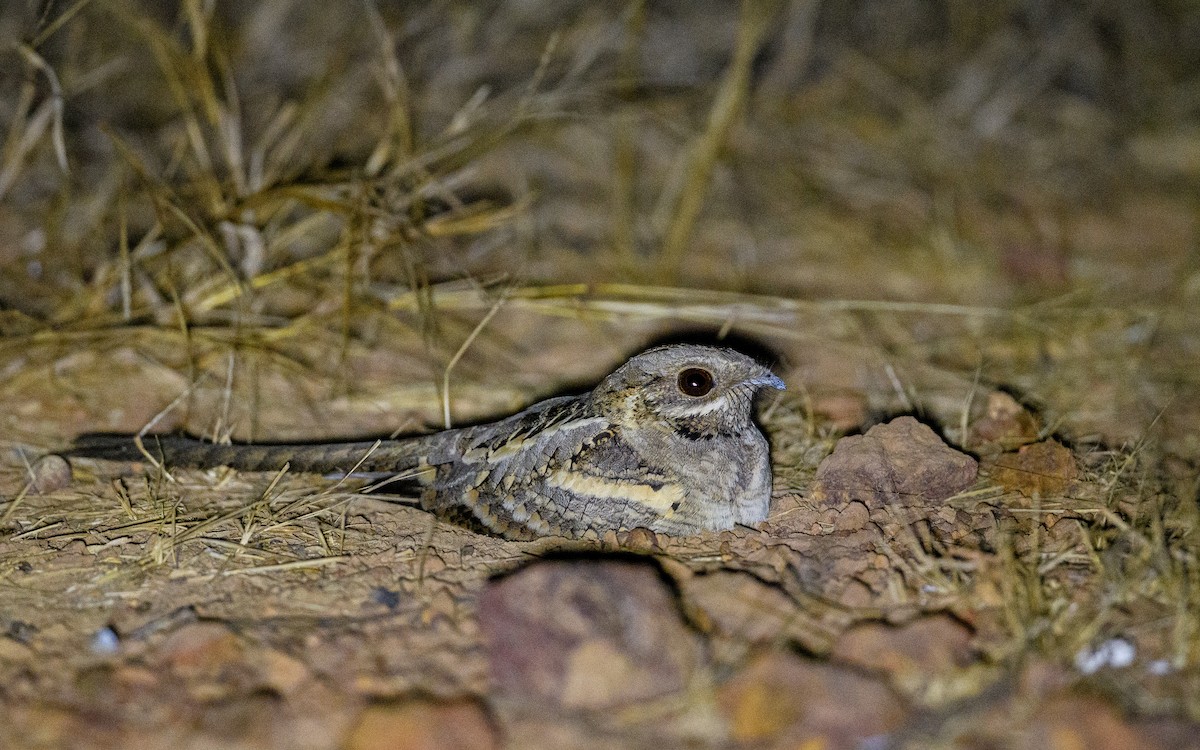 Long-tailed Nightjar - Dylan Vasapolli - Birding Ecotours