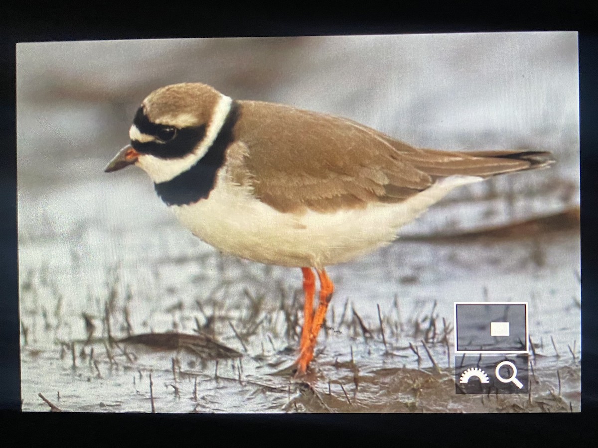 Common Ringed Plover - ML582757111