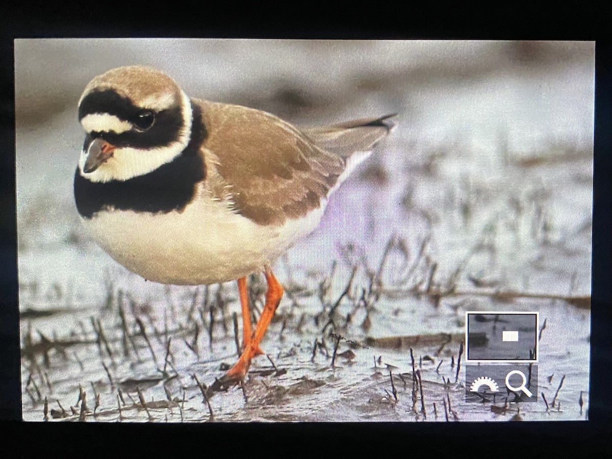 Common Ringed Plover - ML582757131