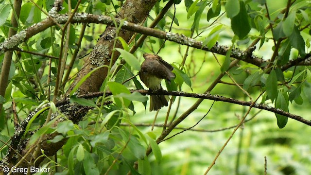 Spotted Flycatcher - ML582757981