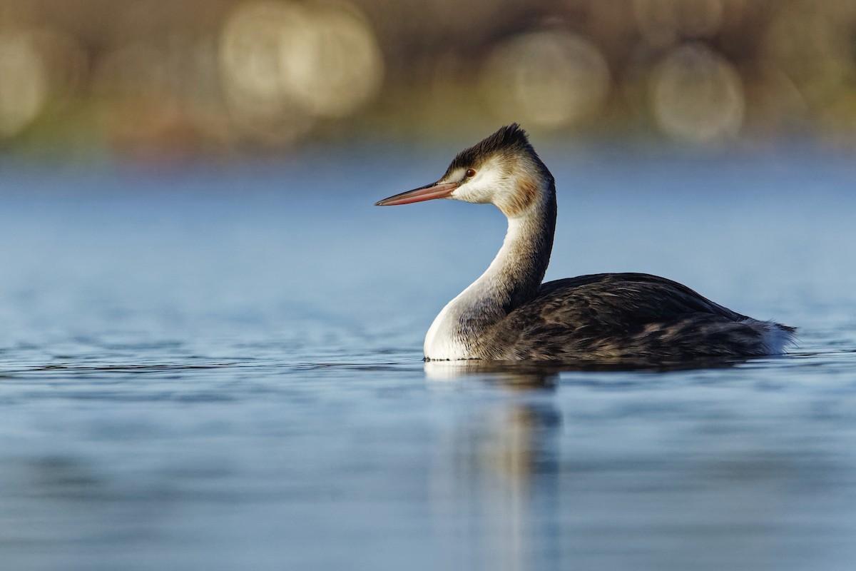 Great Crested Grebe - ML582758321
