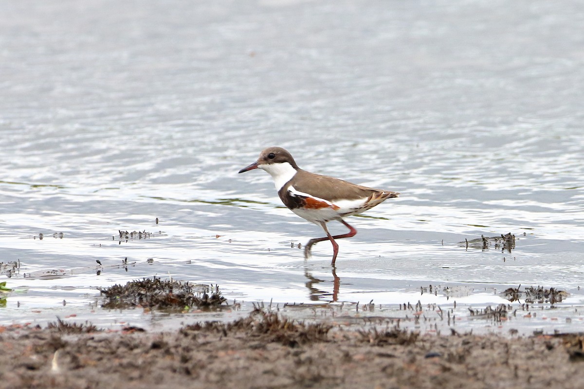 Red-kneed Dotterel - ML582758841