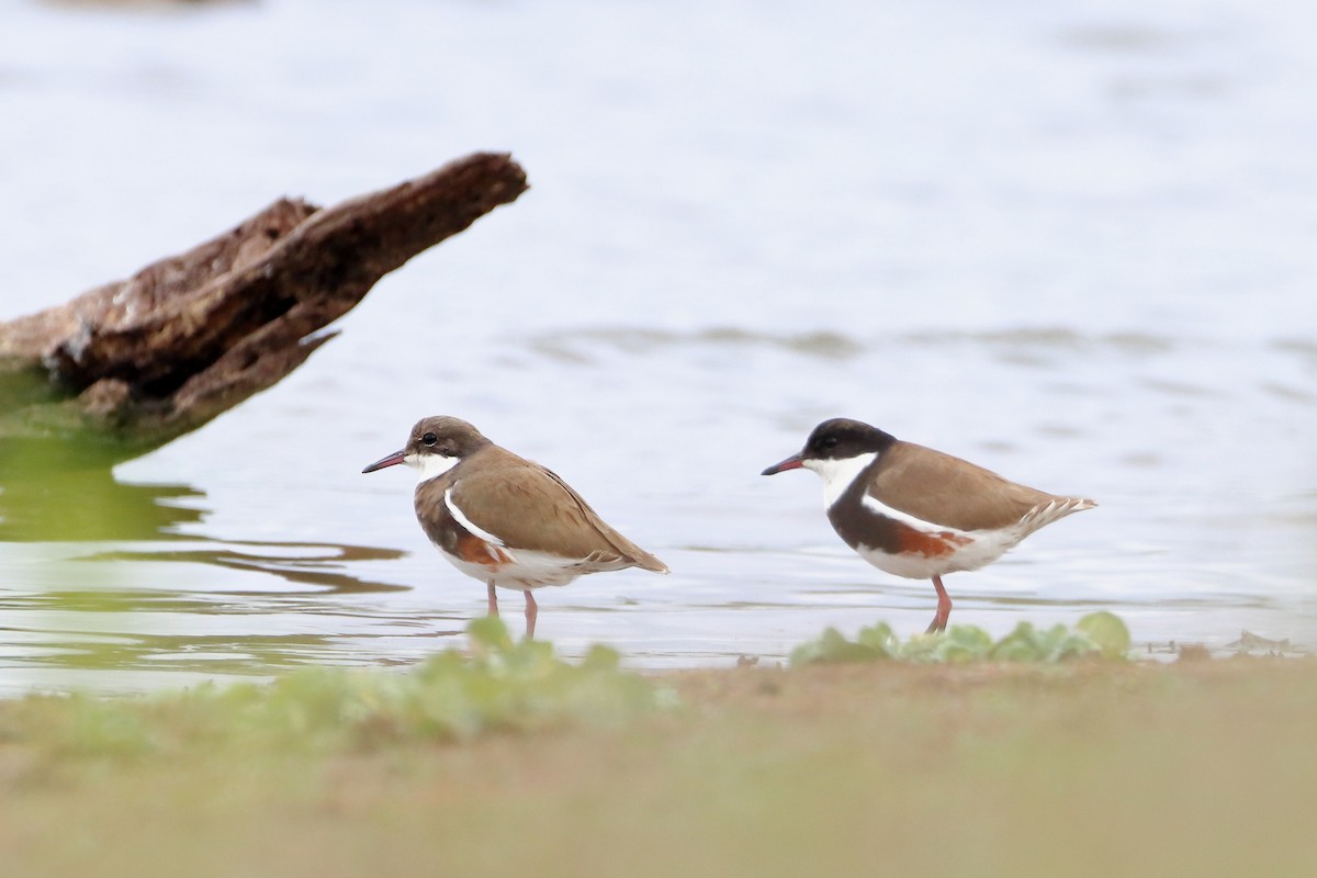 Red-kneed Dotterel - ML582758861