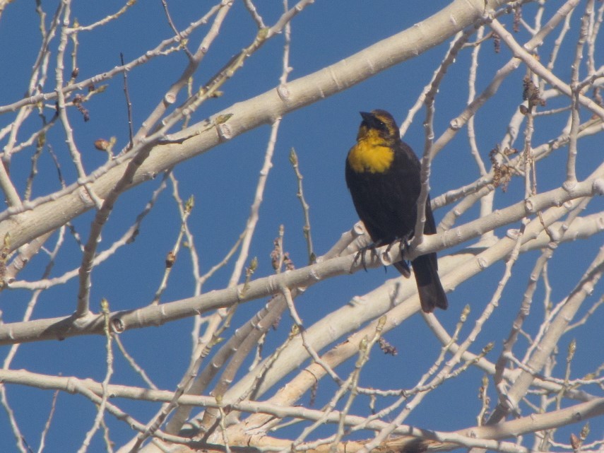Yellow-headed Blackbird - Richard Breisch