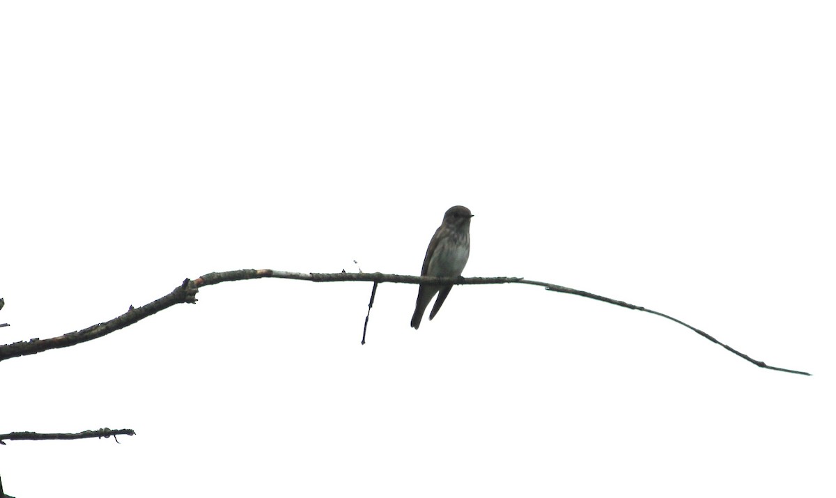 Gray-streaked Flycatcher - ML582762861