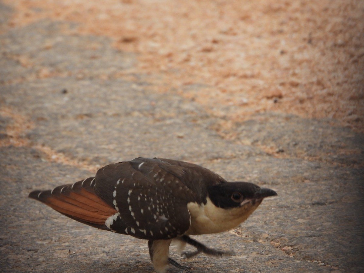 Great Spotted Cuckoo - ML582763561