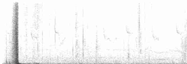 slavík obecný (ssp. megarhynchos/africana) - ML582764101