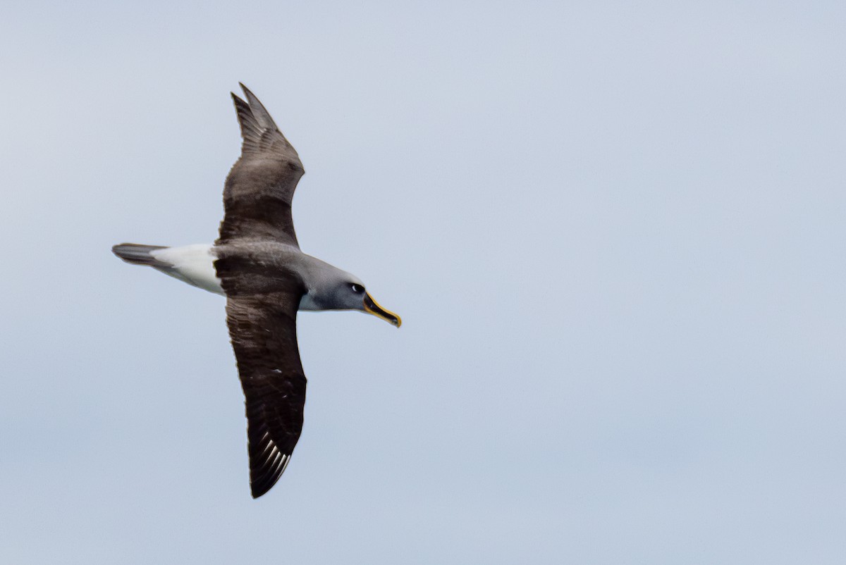 Buller's Albatross - Lutz Duerselen