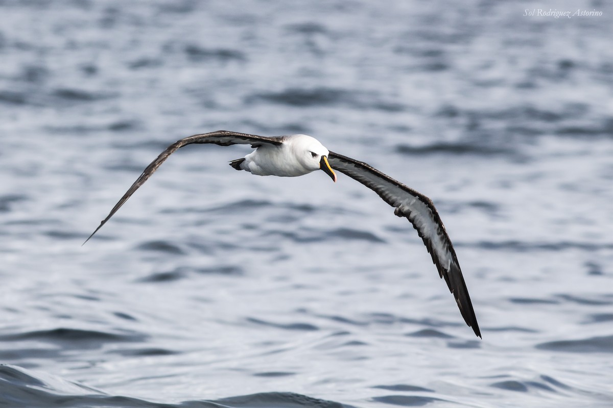 Atlantic Yellow-nosed Albatross - Sol Rodriguez Astorino