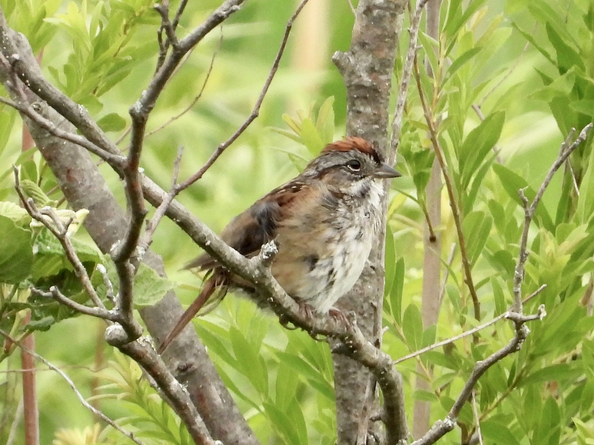 Swamp Sparrow - ML582766701