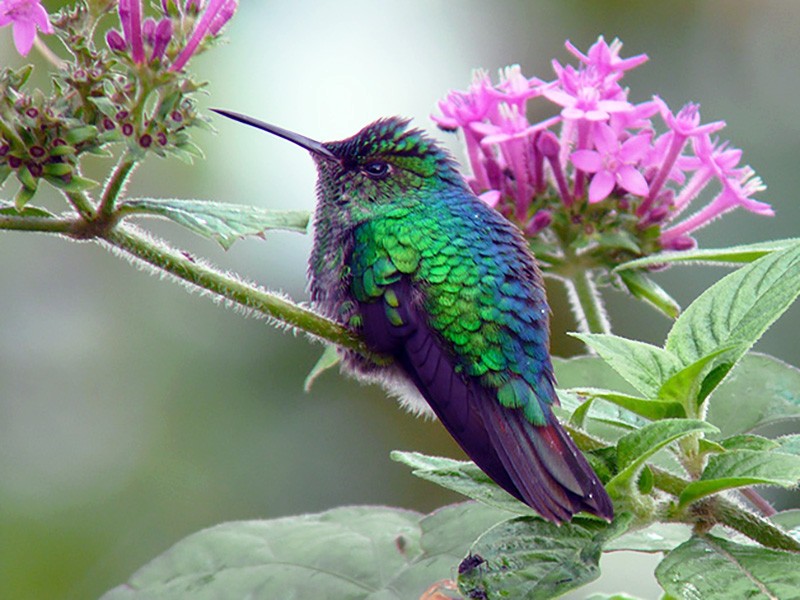 Violet Capped Hummingbird Ebird