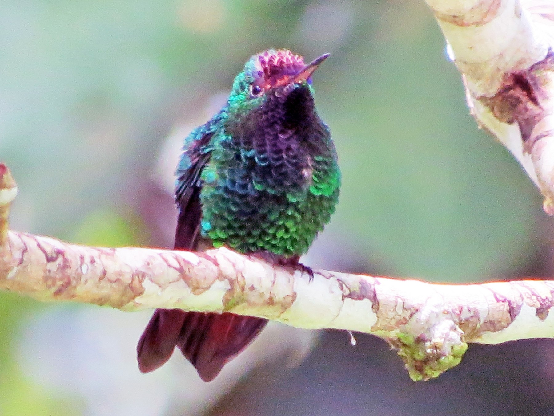 Violet Capped Hummingbird Ebird