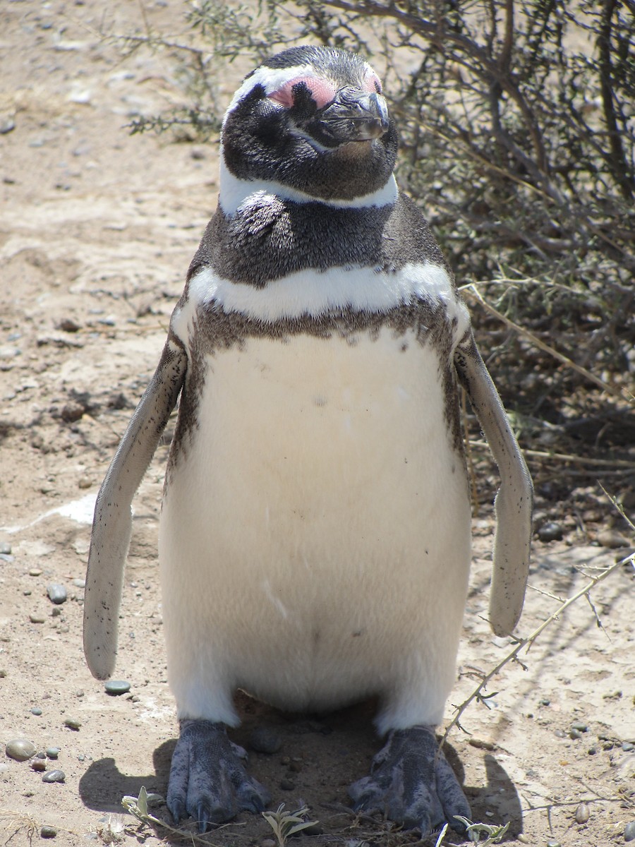 Pingüino Magallánico - ML582768431