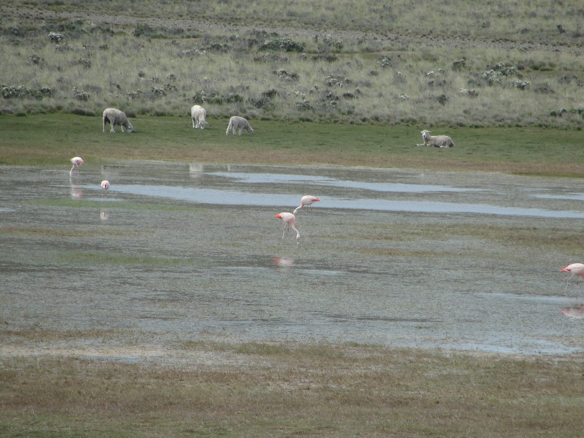 Chilean Flamingo - Alex Bovo