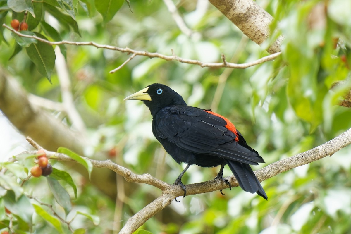 Red-rumped Cacique - Holger Teichmann