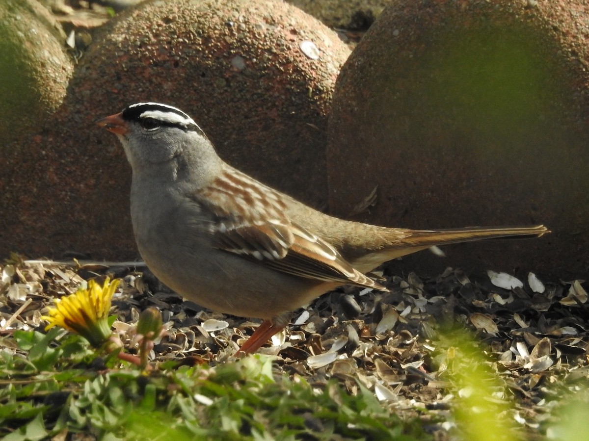 White-crowned Sparrow - Bonnie Kinder