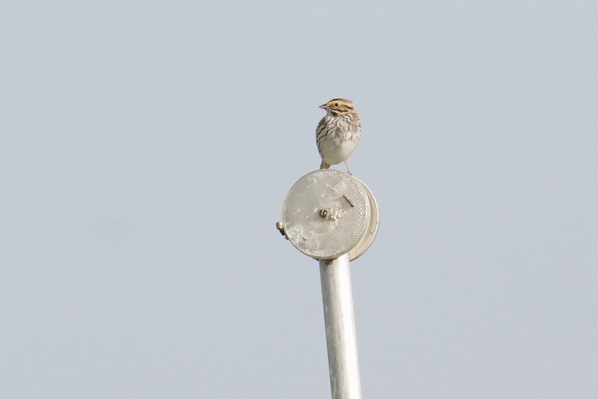 Savannah Sparrow - ML582771481