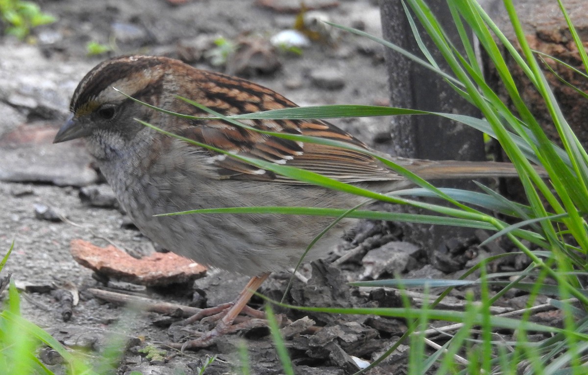 White-throated Sparrow - ML58277161