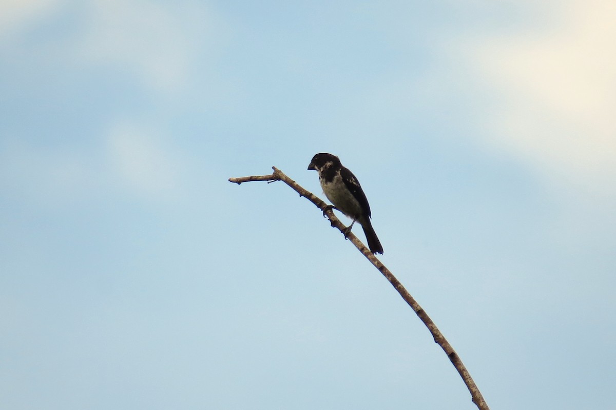Wing-barred Seedeater (Caqueta) - ML58277211