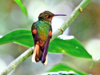  - Pirre Hummingbird