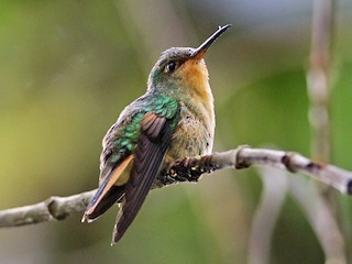  - Pirre Hummingbird