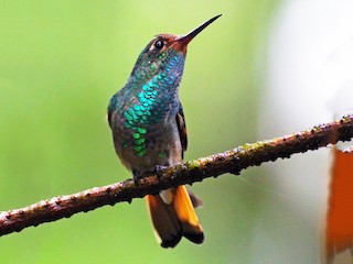  - Pirre Hummingbird