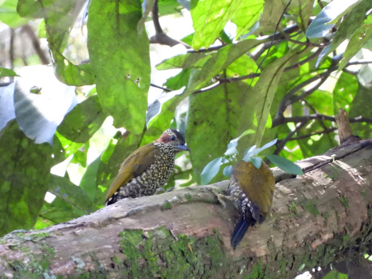 Brown-eared Woodpecker - ML582775701