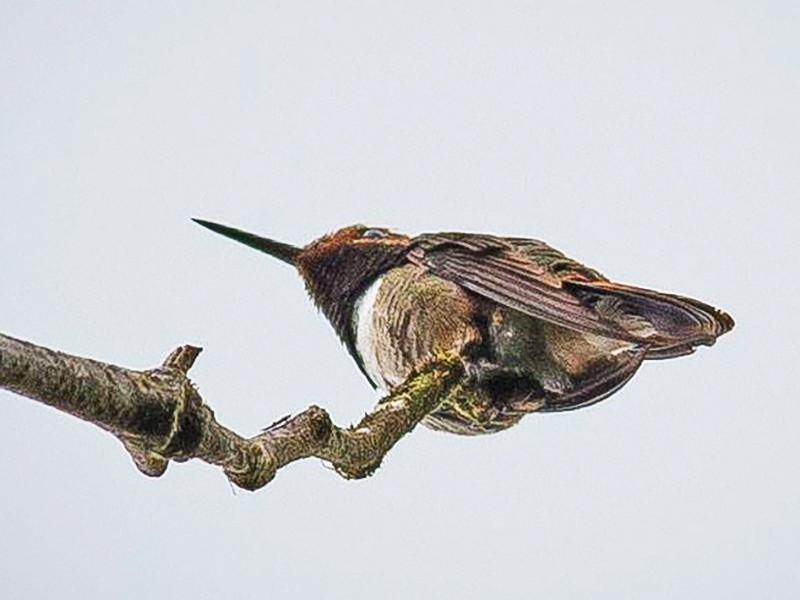 Glow-throated Hummingbird - eBird