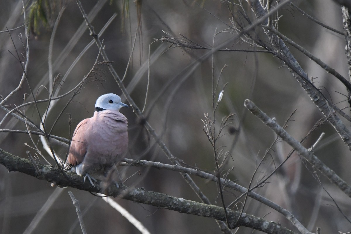 Red Collared-Dove - ML582778431