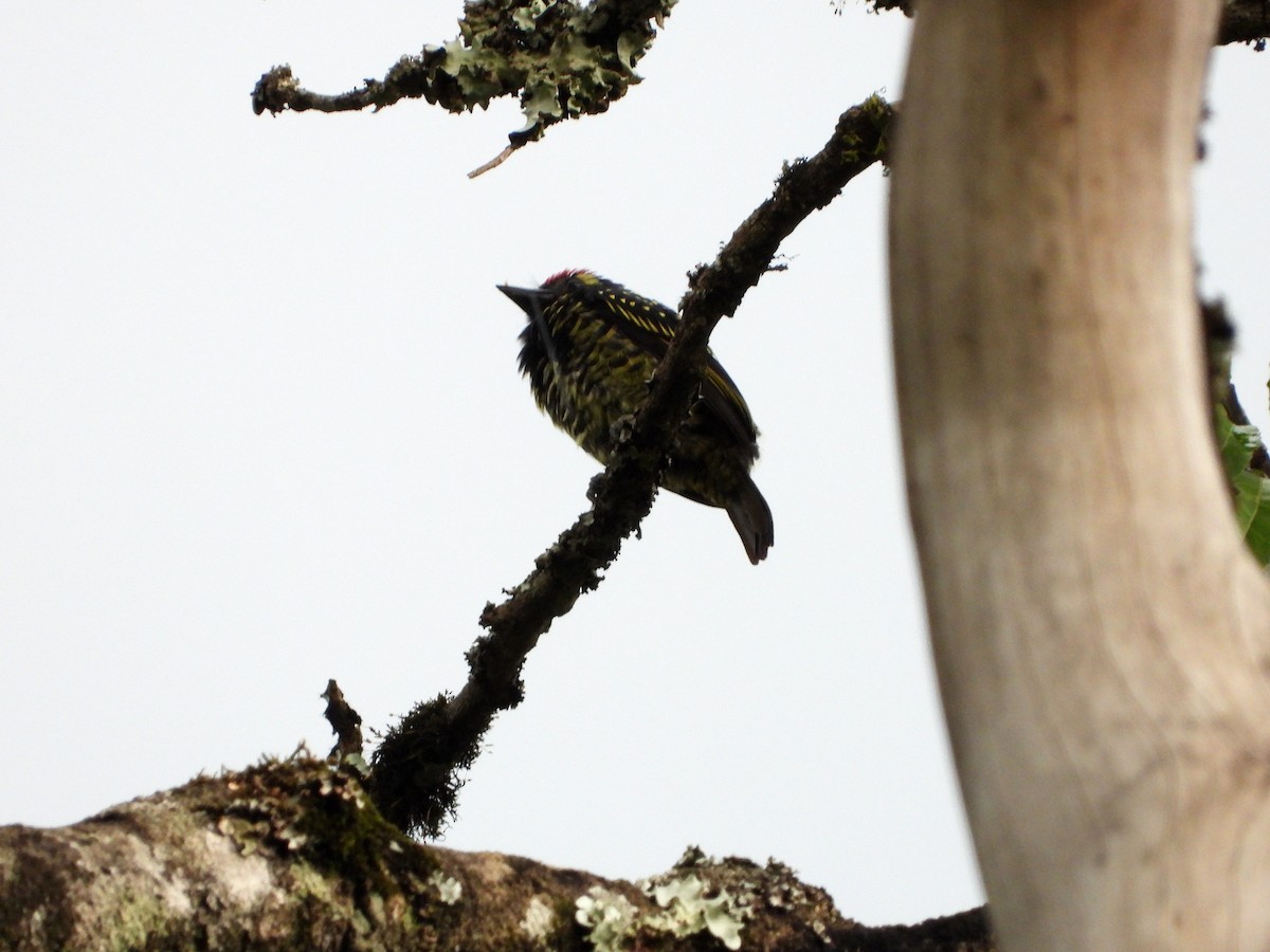 Yellow-spotted Barbet - ML582778661