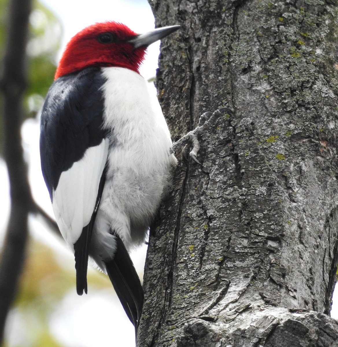 Red-headed Woodpecker - ML58277941