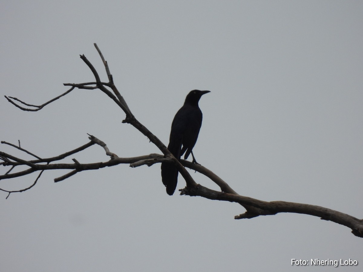 Great-tailed Grackle - ML582779591