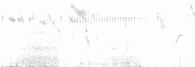 Percefleur à flancs blancs - ML582779781