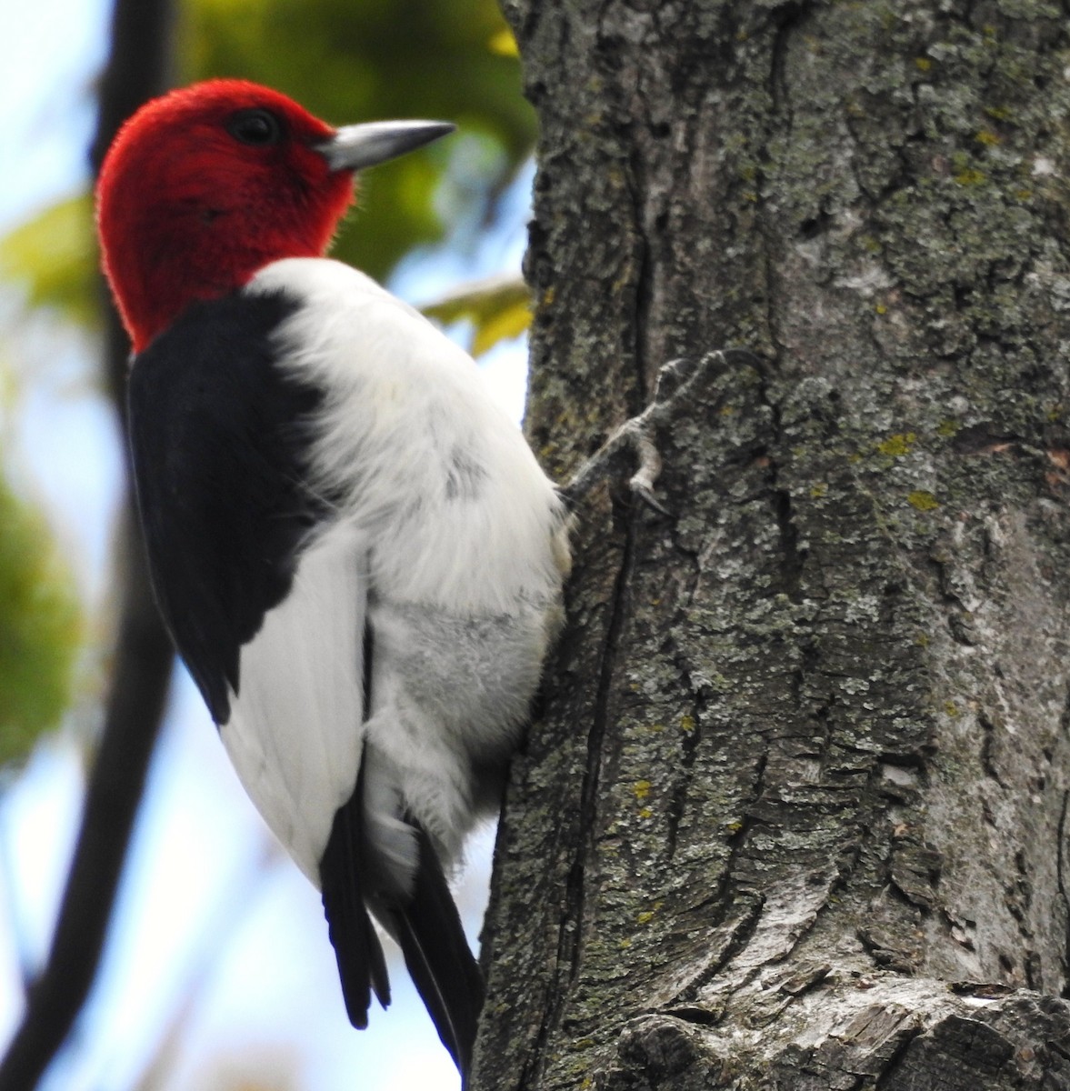 Red-headed Woodpecker - ML58277991