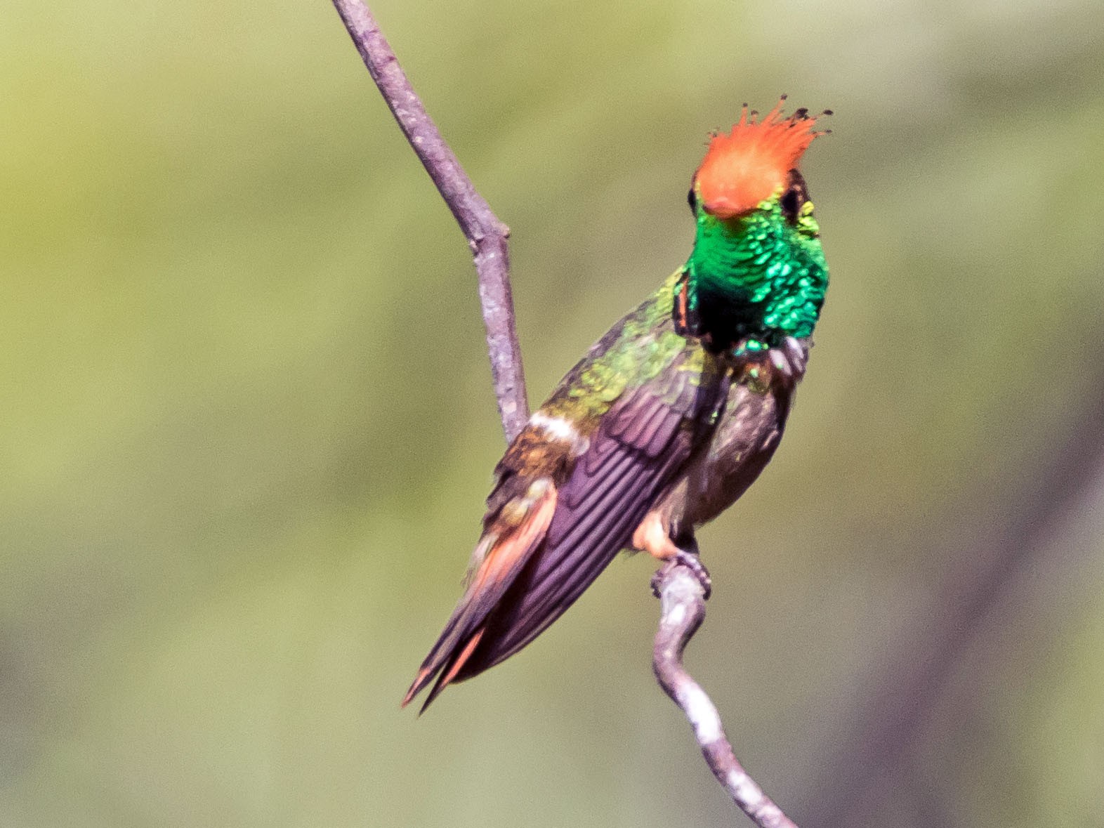 Rufous-crested Coquette - Jesse Huth