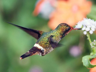 チャカザリハチドリ - eBird