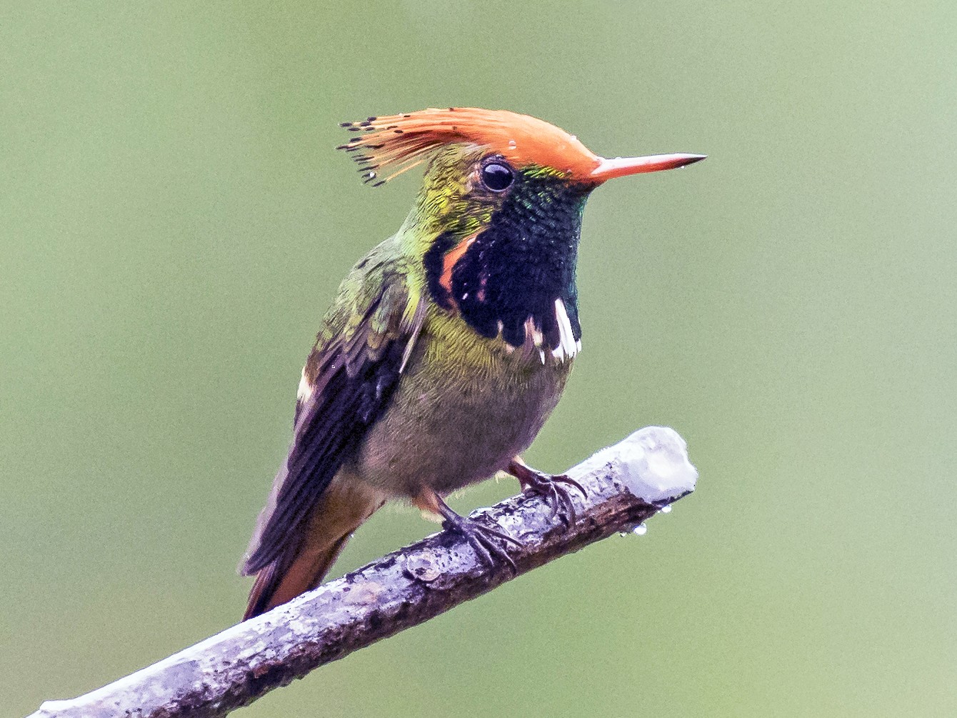 Rufous-crested Coquette - Peter Hawrylyshyn