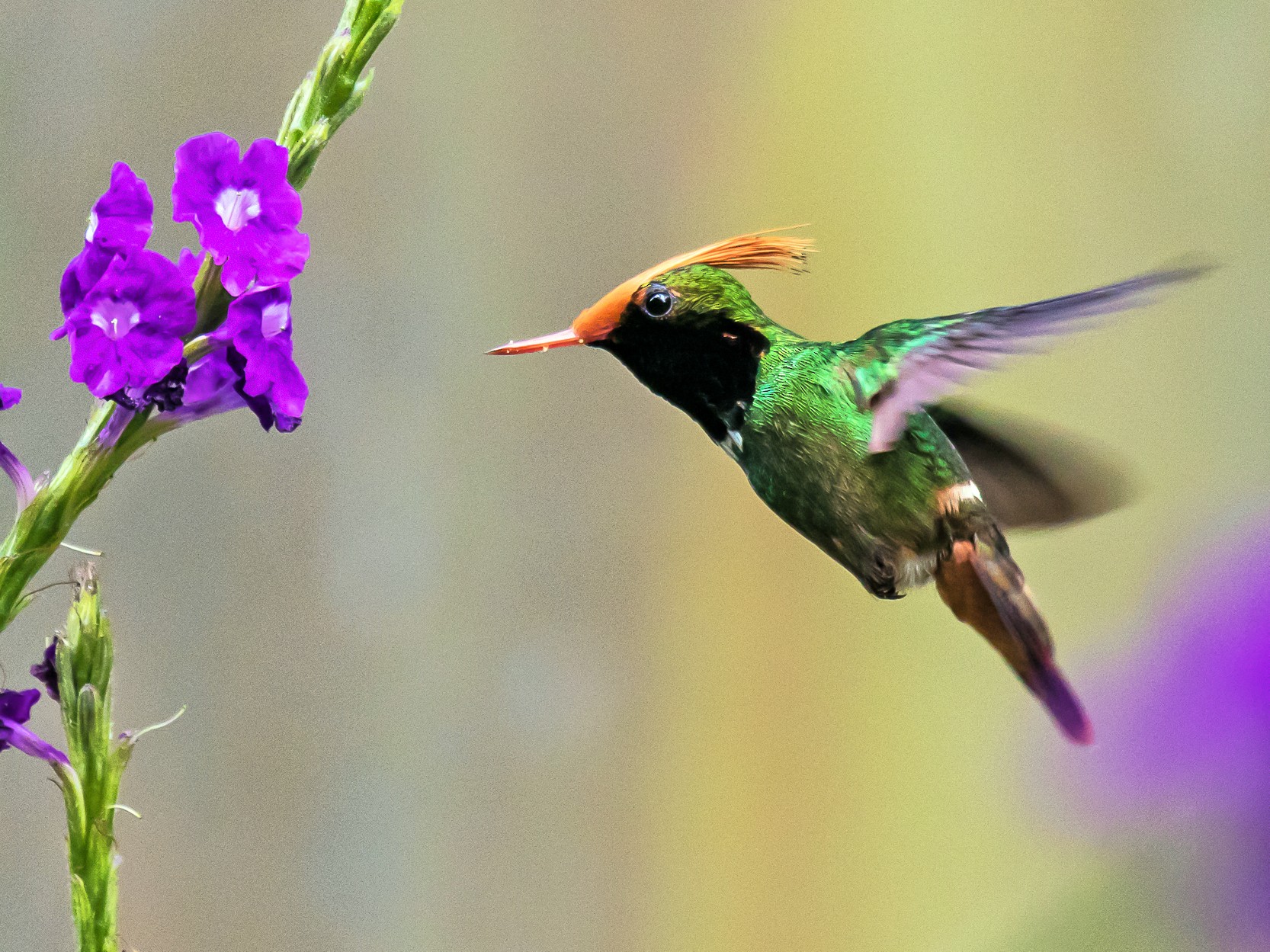 Rufous-crested Coquette - graichen & recer