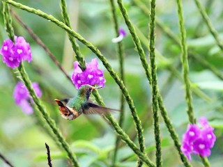 チャカザリハチドリ - eBird