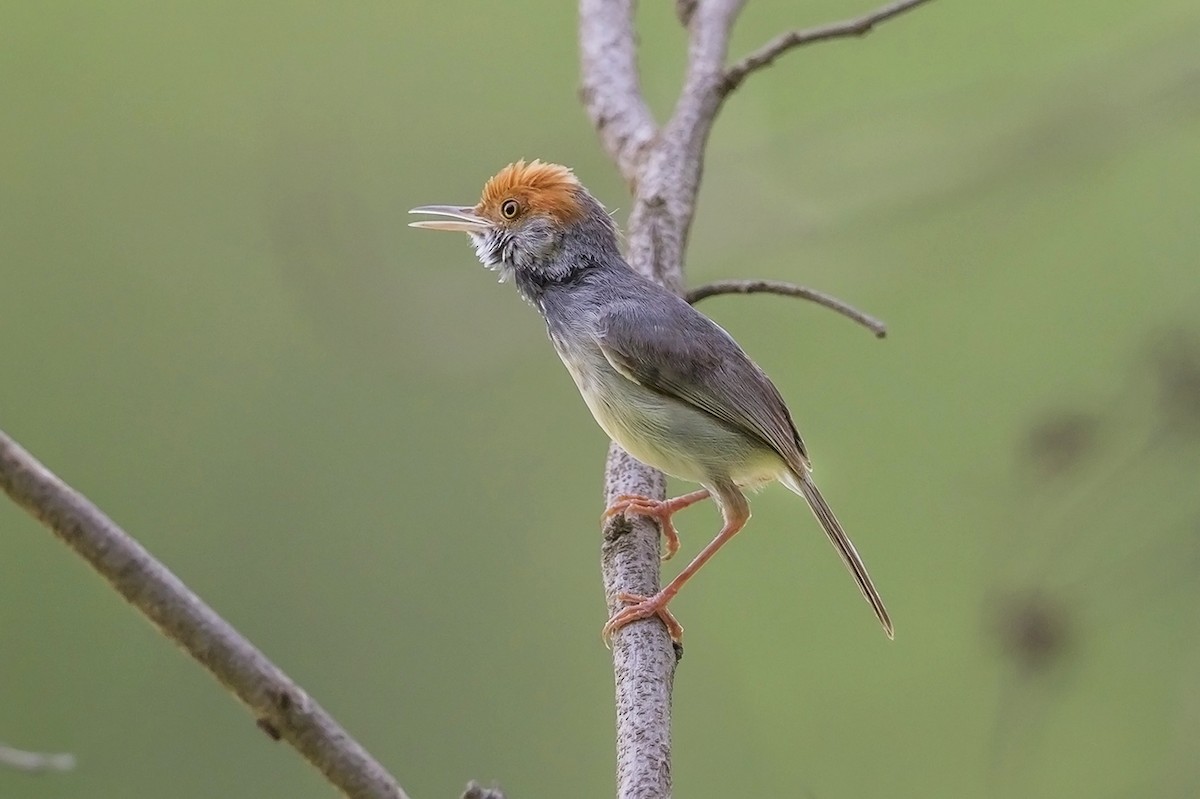 Cambodian Tailorbird - ML58278311