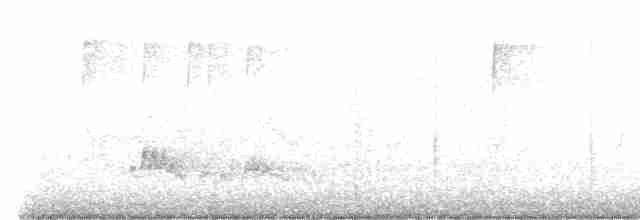 Brown-crested Flycatcher - ML582783571