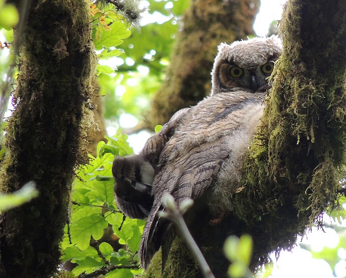 Great Horned Owl - ML58278921