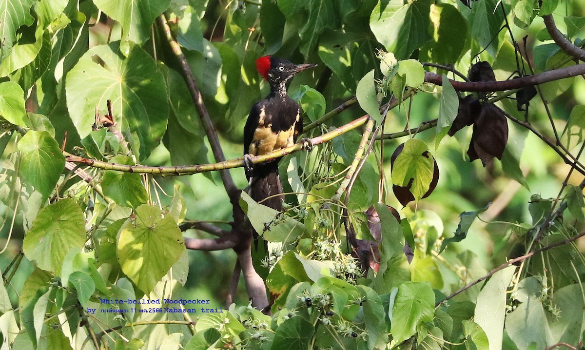 White-bellied Woodpecker - Argrit Boonsanguan